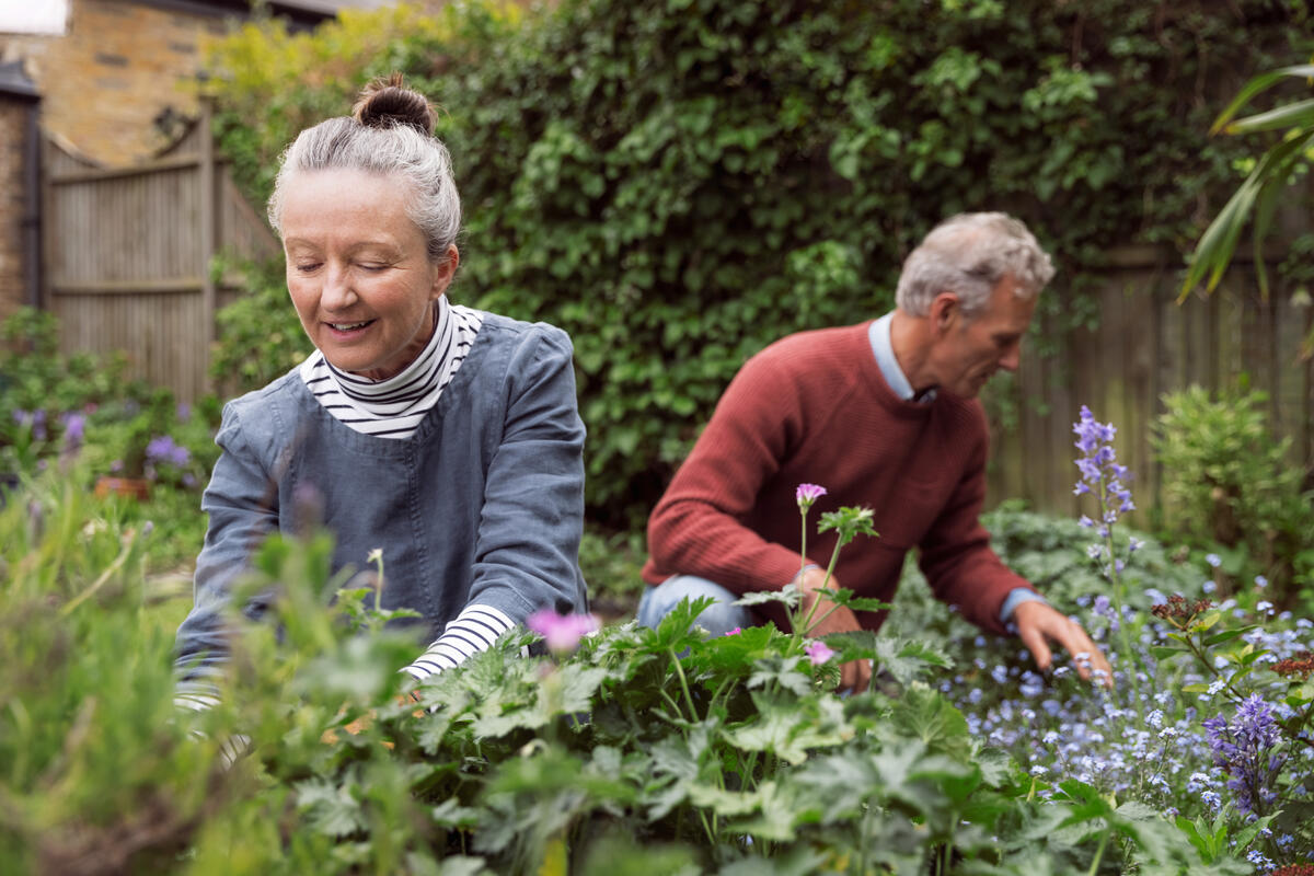 Two elderly people gardening