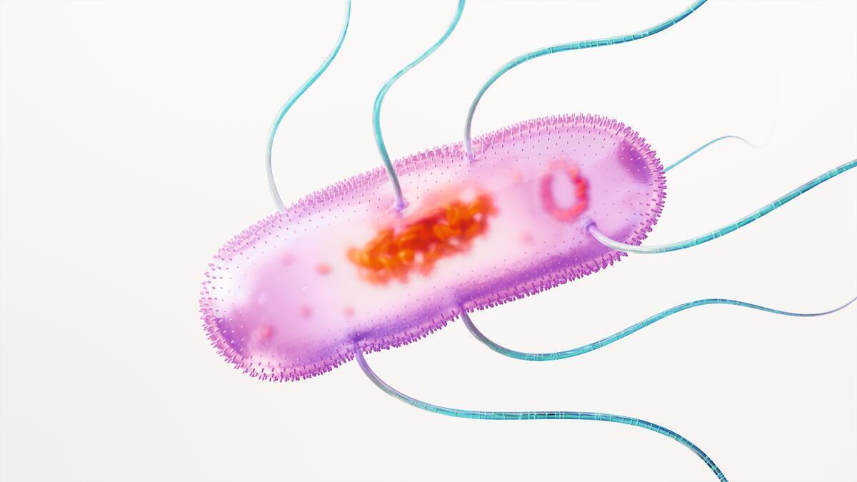 Salmonella Typhimurium, Enteritidis and Paratyphi A science image 16x9 CMYK Large JPG - website or powerpoint
