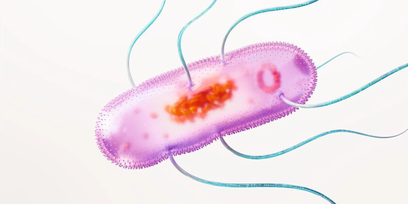 Salmonella Typhimurium, Enteritidis and Paratyphi A science image 16x9 CMYK Large JPG - website or powerpoint