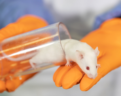 white mouse crawling out of a cup