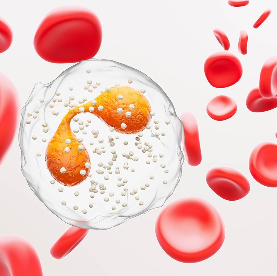 3D photo of eosinophils