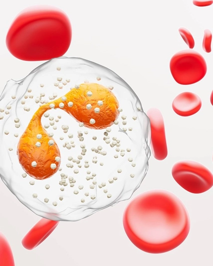 3D photo of eosinophils